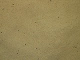 Protein Birdfood
